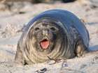 Weaned pup of southern elephant seal on beach of Sea Lion Island. South America, Falkland Islands. Art Print